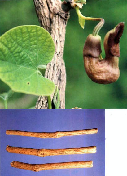 Guanmutong